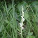 Ladies Tresses